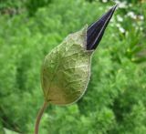 Image of taxon representative. Author is Владимир Малибог