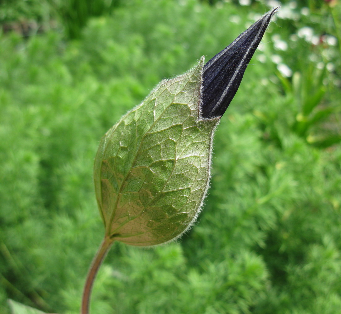 Image of Clematis integrifolia specimen.