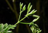 Physocaulis nodosus
