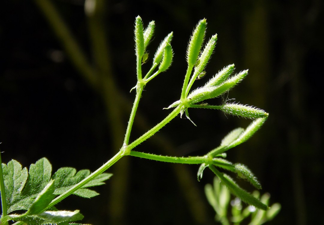 Image of Physocaulis nodosus specimen.