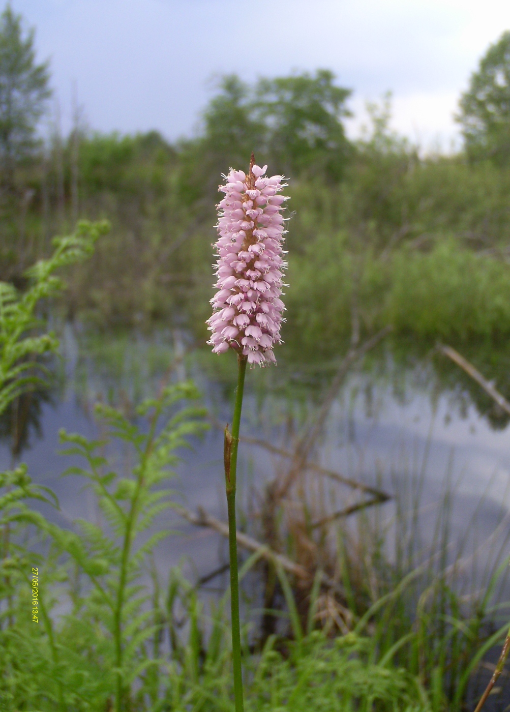 Изображение особи Bistorta officinalis.