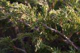 Juniperus sabina