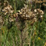 Heracleum sibiricum. Сухое соплодие. Ленинградская обл., окр. ст. Бронка, обочина шоссе. 08.08.2009.