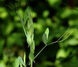 Lathyrus latifolius