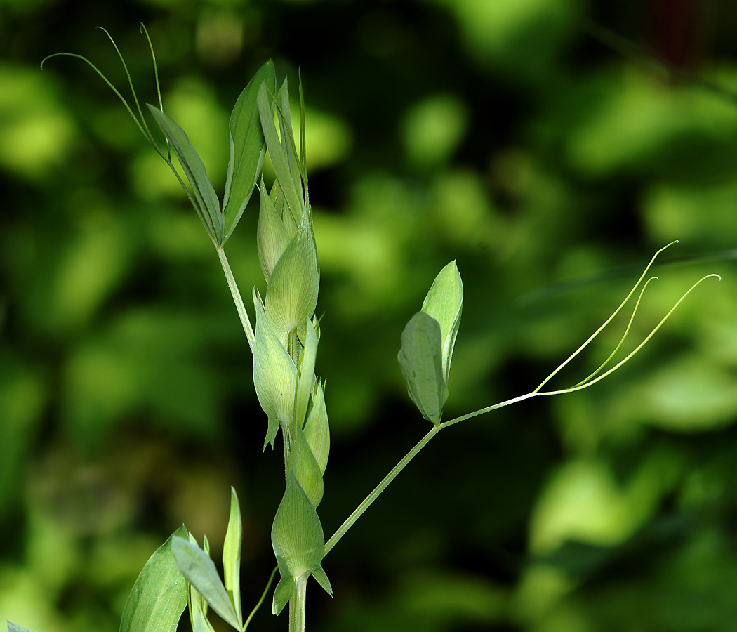 Изображение особи Lathyrus latifolius.