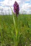 Dactylorhiza incarnata