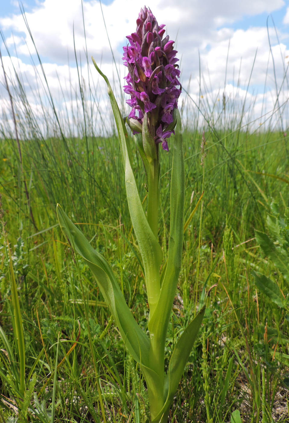 Изображение особи Dactylorhiza incarnata.