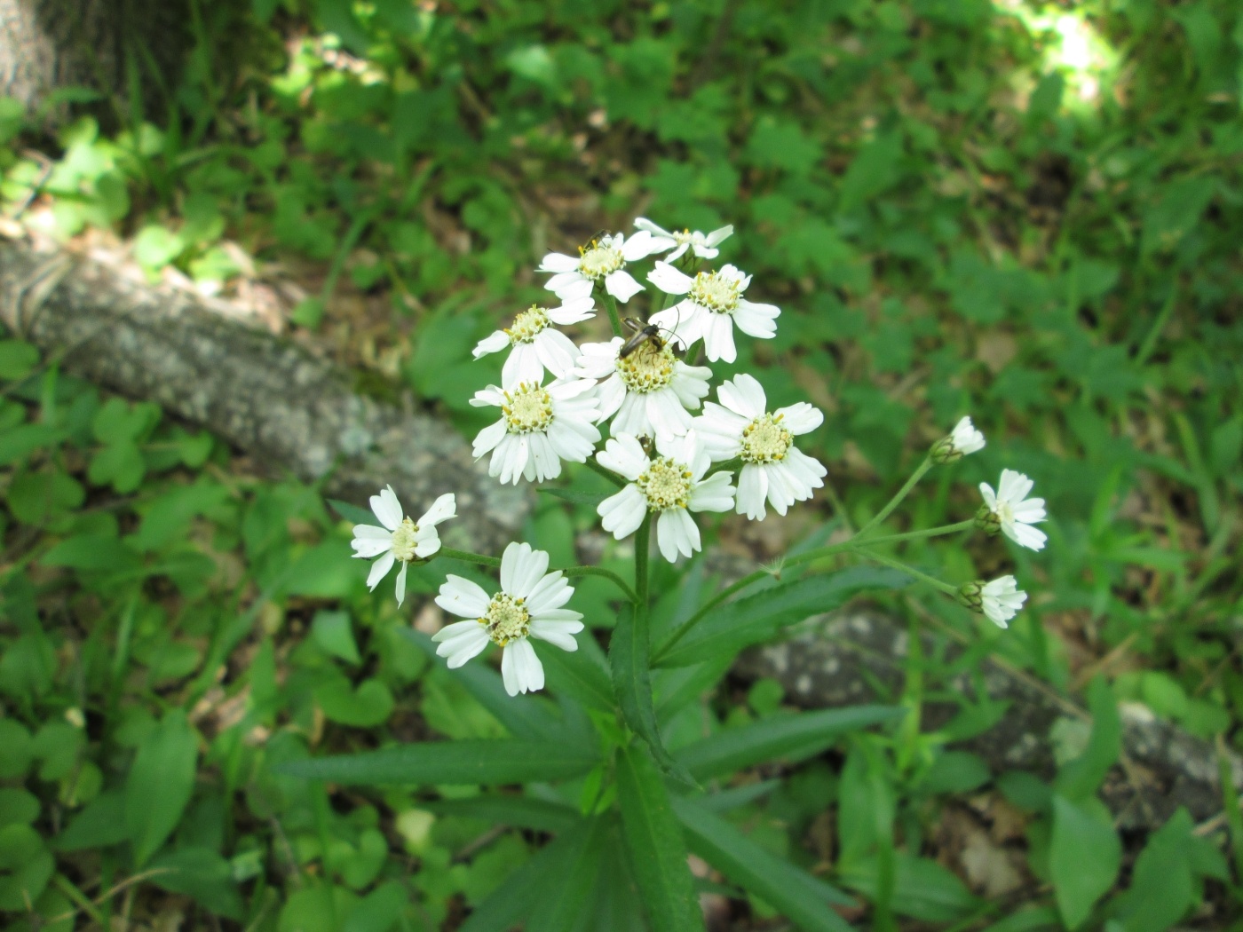 Изображение особи Achillea biserrata.