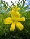 Hemerocallis lilio-asphodelus