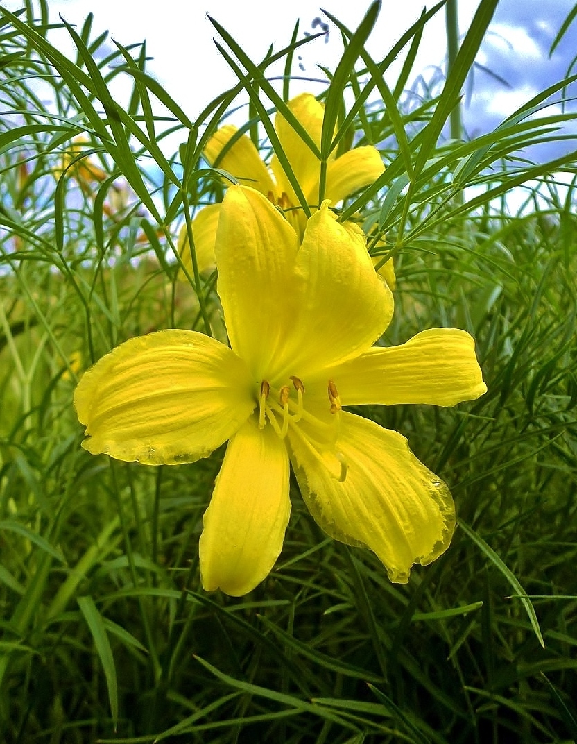 Изображение особи Hemerocallis lilio-asphodelus.