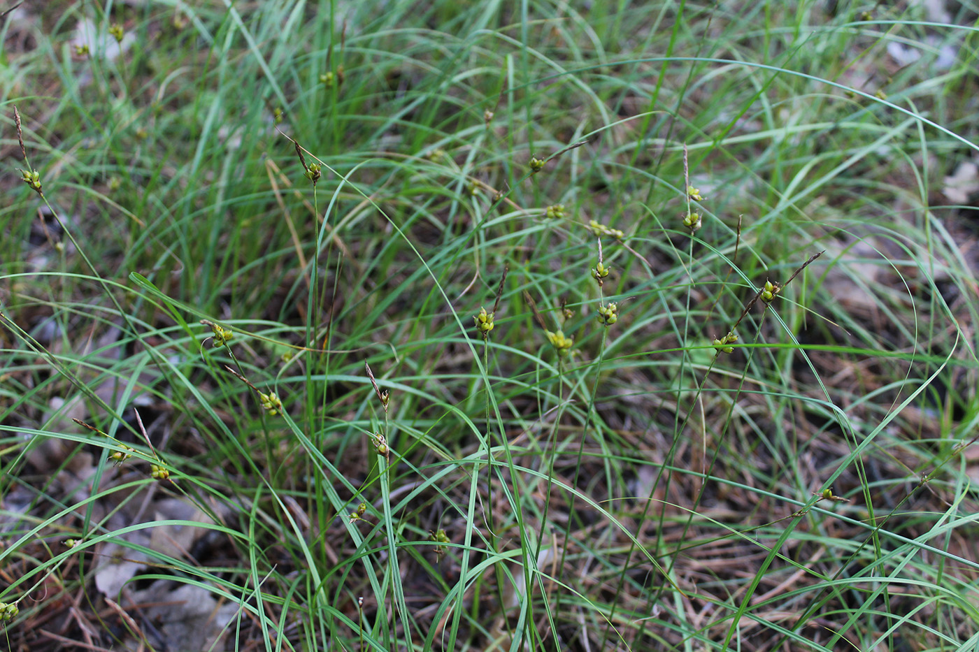 Изображение особи Carex supina.