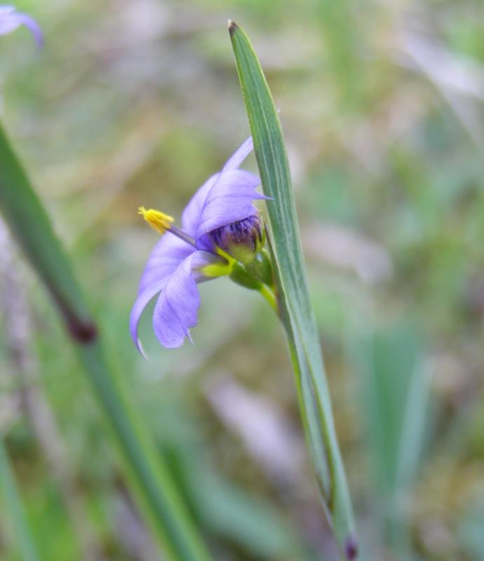 Изображение особи Sisyrinchium septentrionale.