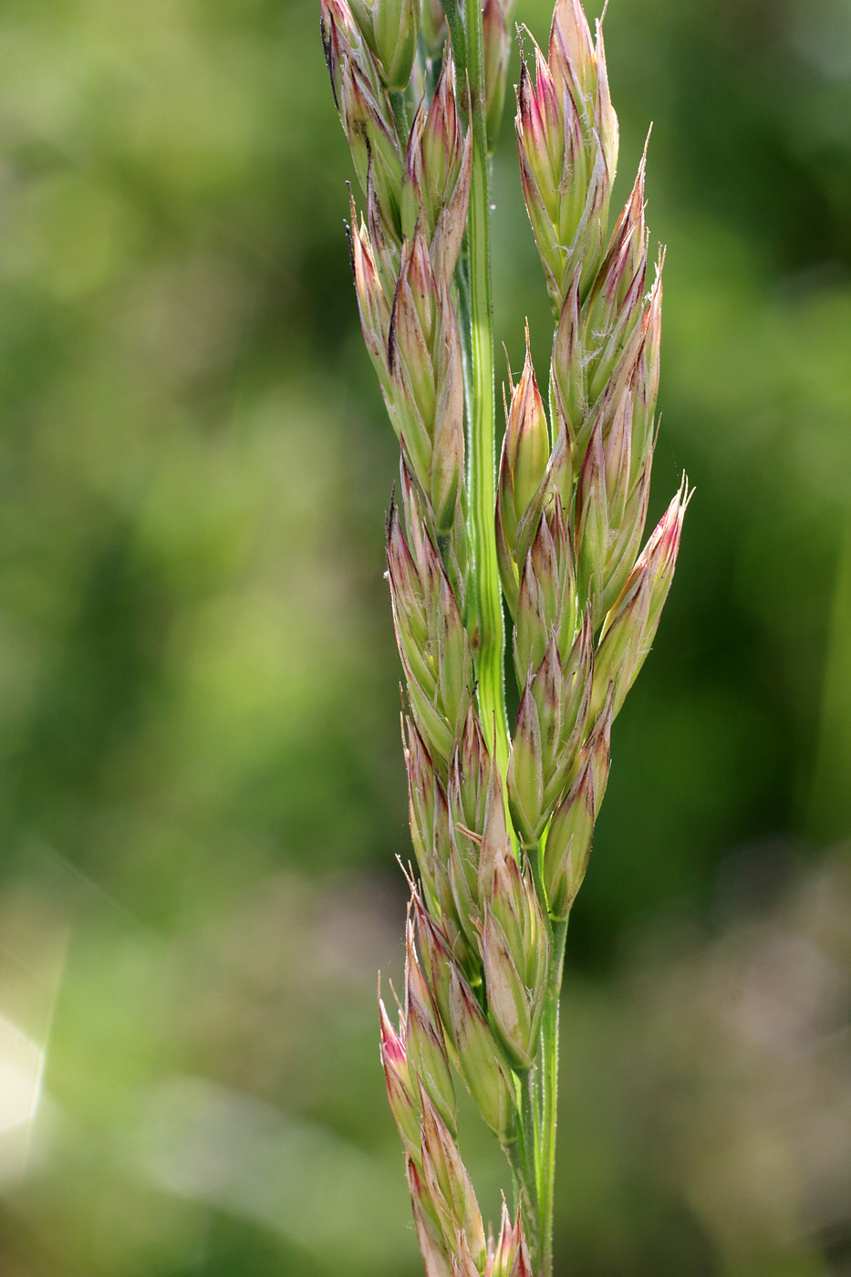 Изображение особи Festuca arundinacea.