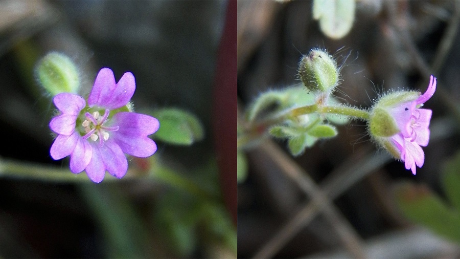 Изображение особи Geranium pusillum.