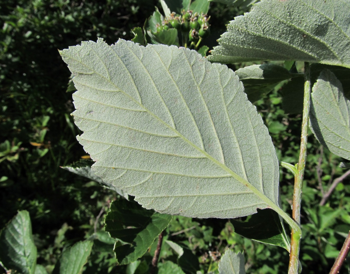 Image of genus Sorbus specimen.