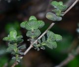 Majorana syriaca