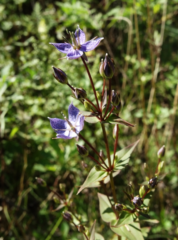 Image of Ophelia wilfordii specimen.