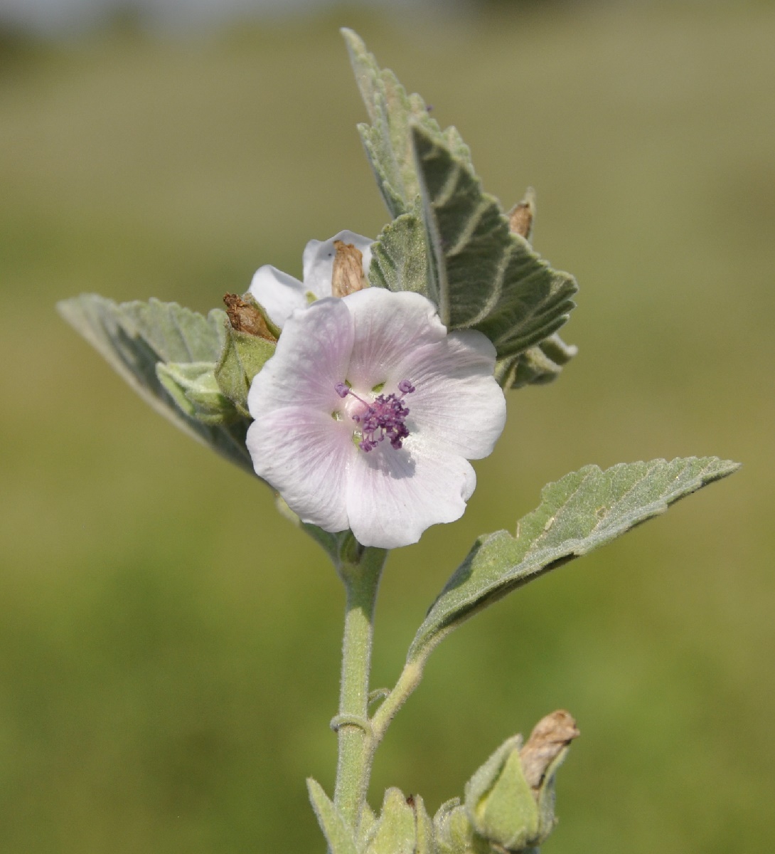 Изображение особи Althaea officinalis.