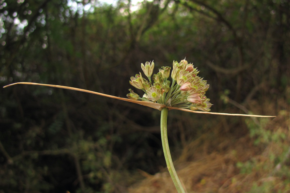 Image of Allium rupestre specimen.