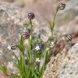 Gastrolychnis gonosperma. Верхушки цветущего растения. Казахстан, Тянь-Шань, хр. Илейский Алатау, Малое Алмаатинское ущ. в р-не ледника Туюксу, 3500 м н.у.м. 30.08.2016.