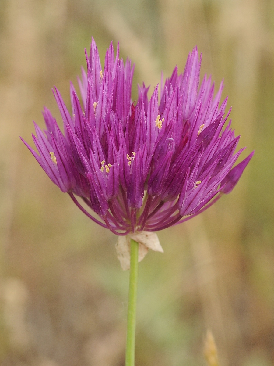 Изображение особи Allium barsczewskii.