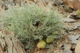 Astragalus pachyrrhizus