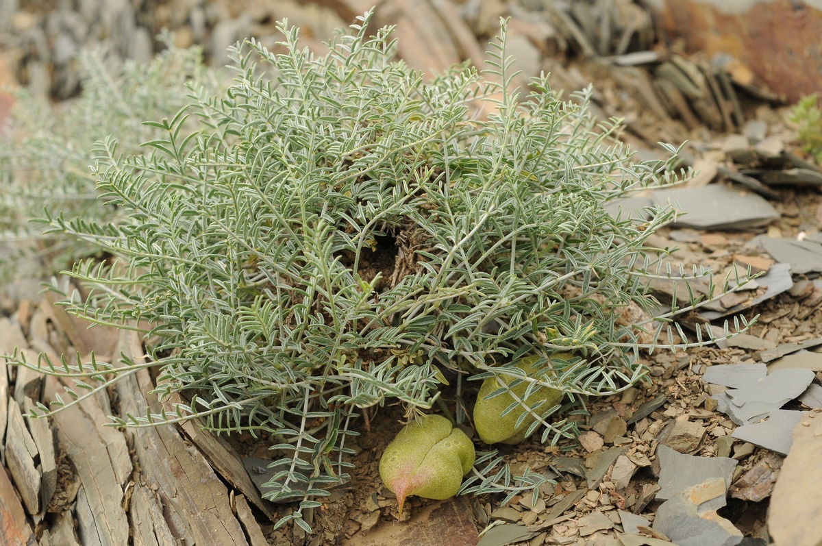 Image of Astragalus pachyrrhizus specimen.