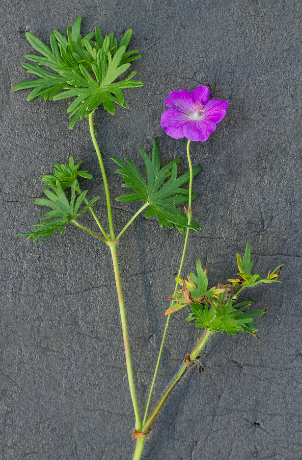 Изображение особи Geranium sanguineum.