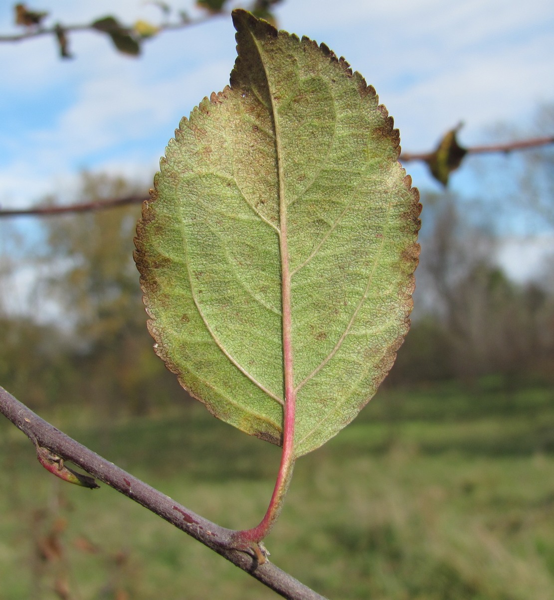 Изображение особи Malus orientalis.