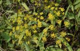 Bupleurum krylovianum