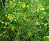 Potentilla goldbachii