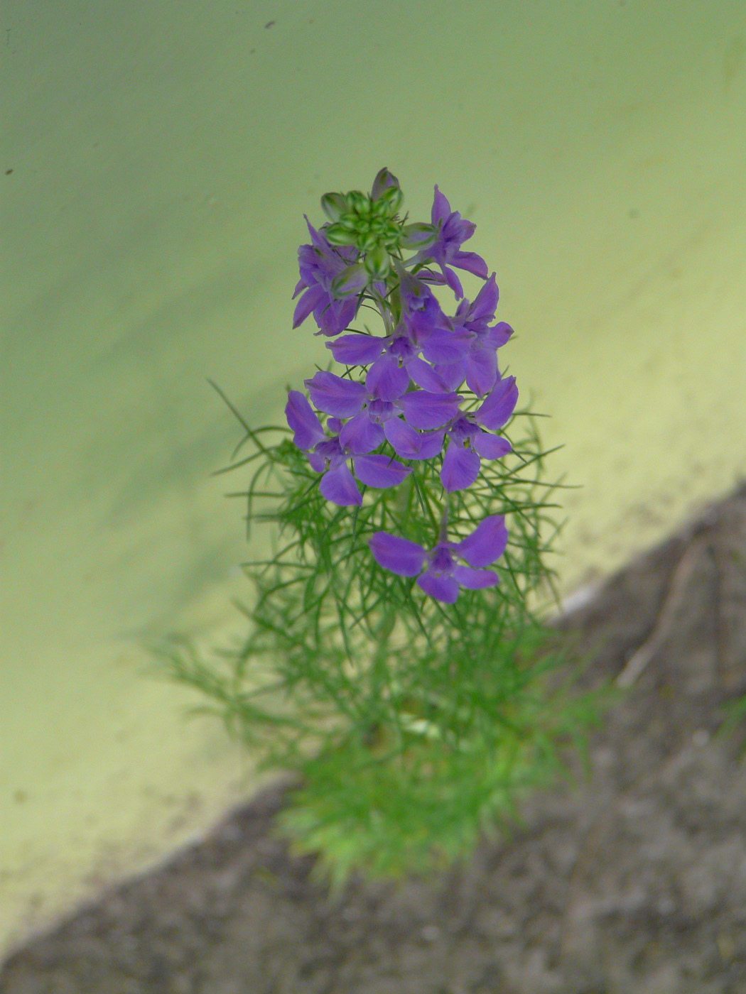 Image of Delphinium ajacis specimen.