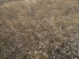 Bromus squarrosus