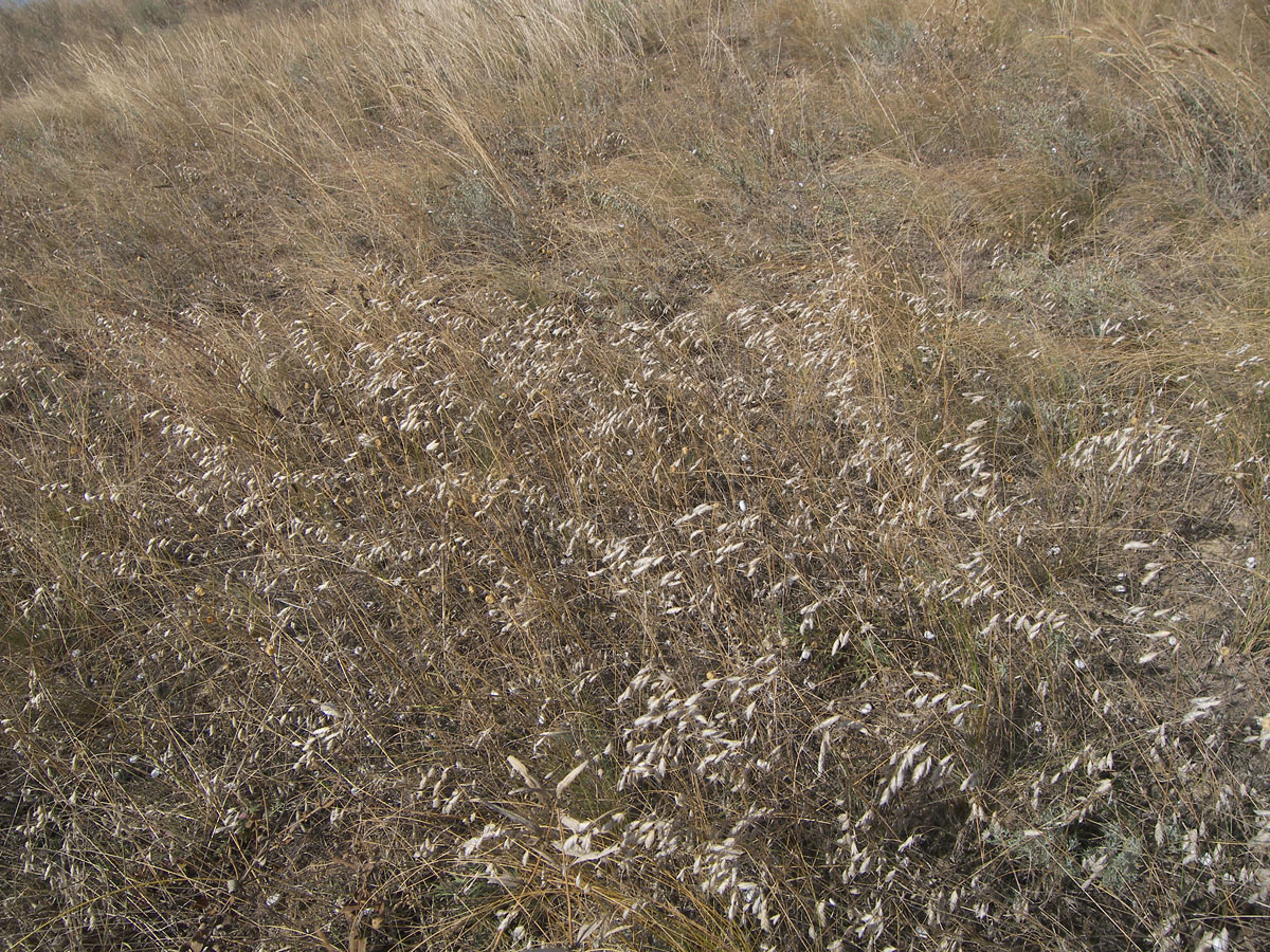 Image of Bromus squarrosus specimen.