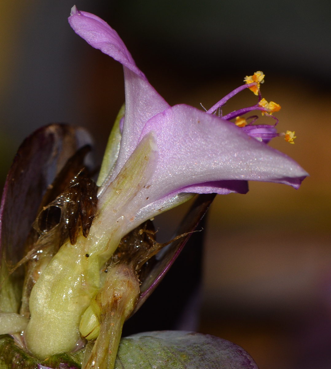 Image of Tradescantia pallida specimen.