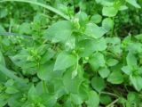 Stellaria media