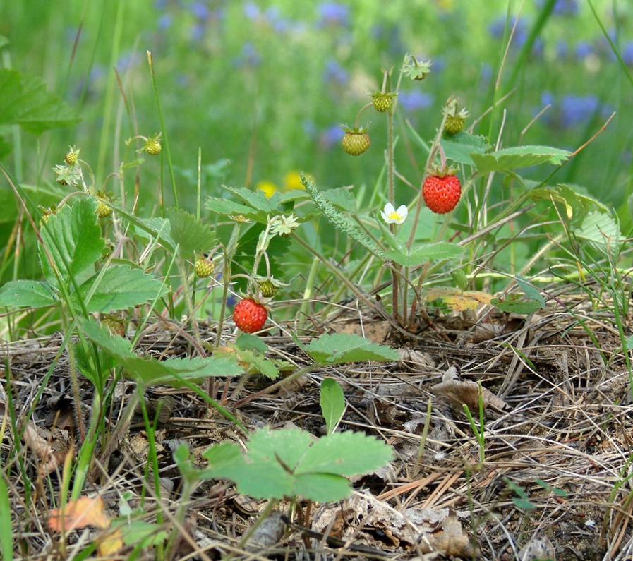 Image of Fragaria vesca specimen.