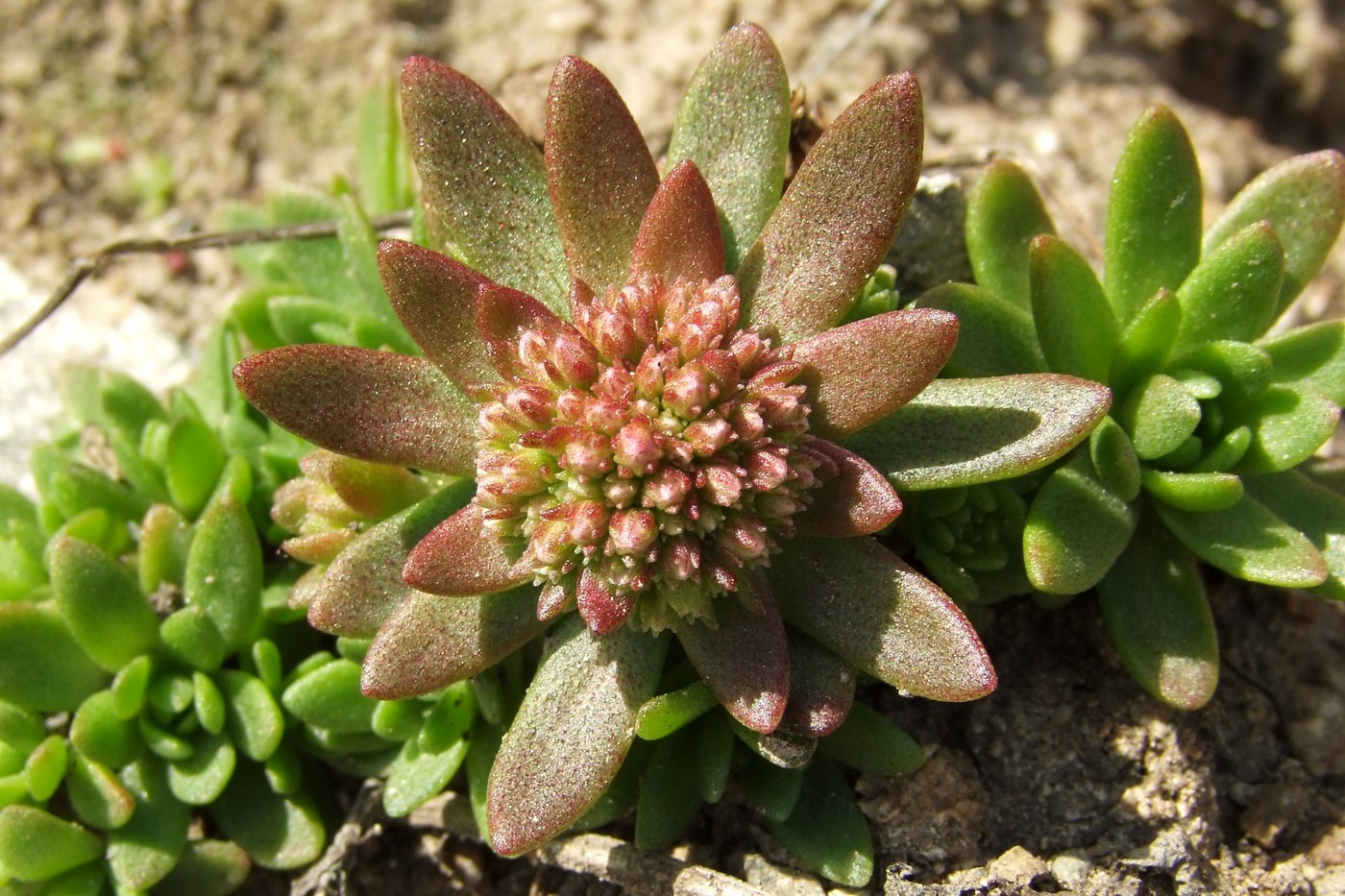 Image of Hylotelephium cyaneum specimen.