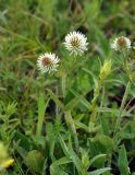 Trifolium montanum. Верхушка цветущего растения. Крым, гора Чатырдаг (нижнее плато), луговая степь. 05.06.2016.
