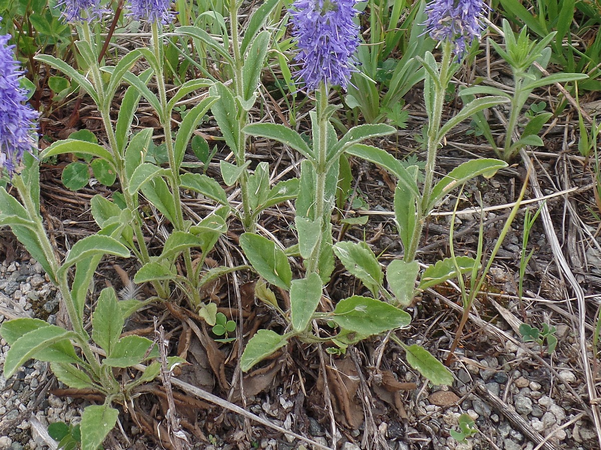 Изображение особи Veronica porphyriana.