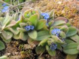 Myosotis litoralis