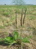 Plantago maxima