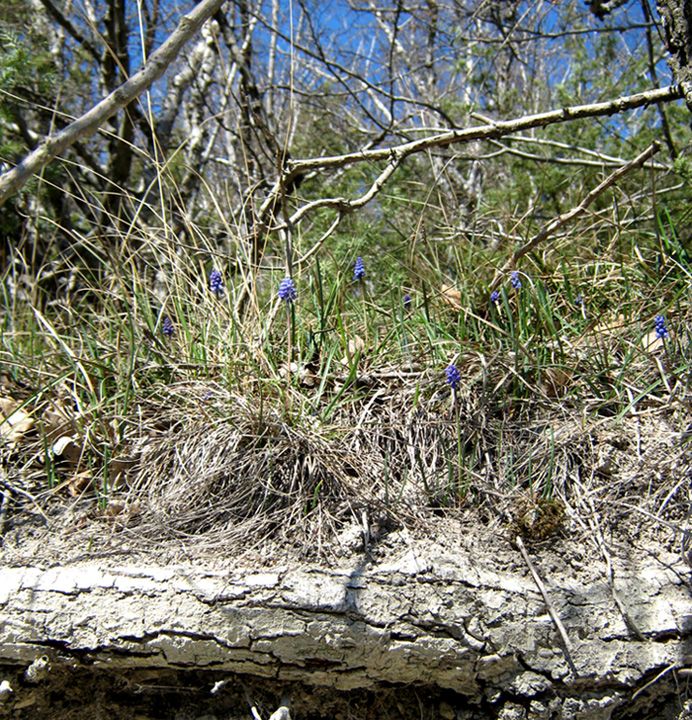 Изображение особи Muscari armeniacum.