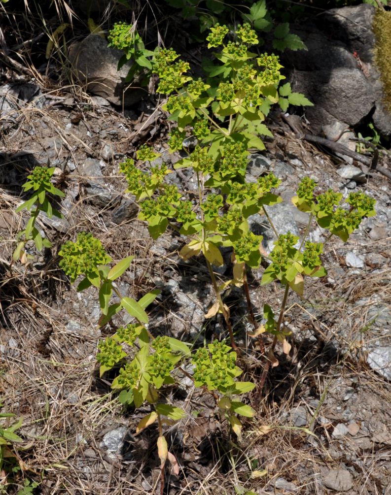 Изображение особи Euphorbia platyphyllos.