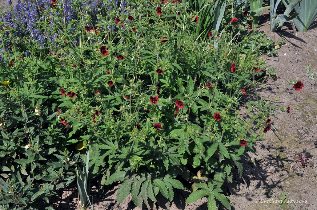 Image of Potentilla thurberi specimen.