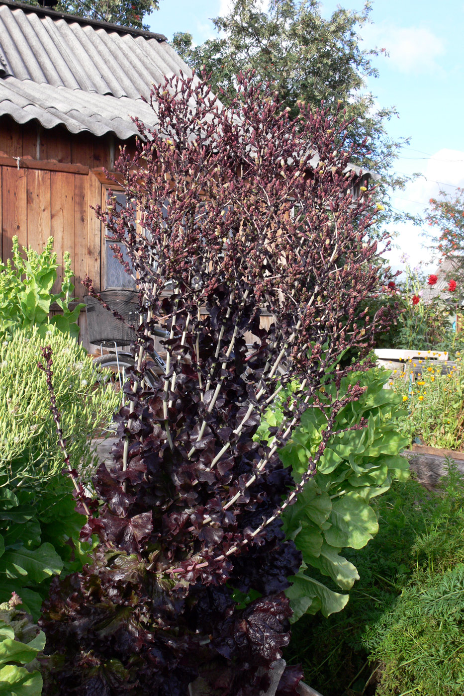 Изображение особи Lactuca sativa.