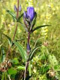 Gentiana triflora. Верхушка цветущего растения. Магаданская обл., Ольский р-н, Ольское шоссе, заброшенное поле около дороги. 15.08.2015.