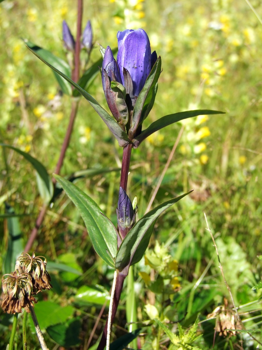 Image of Gentiana triflora specimen.