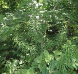 Polygonatum stenophyllum