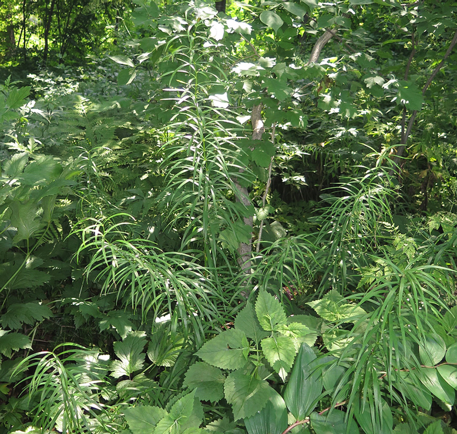 Image of Polygonatum stenophyllum specimen.